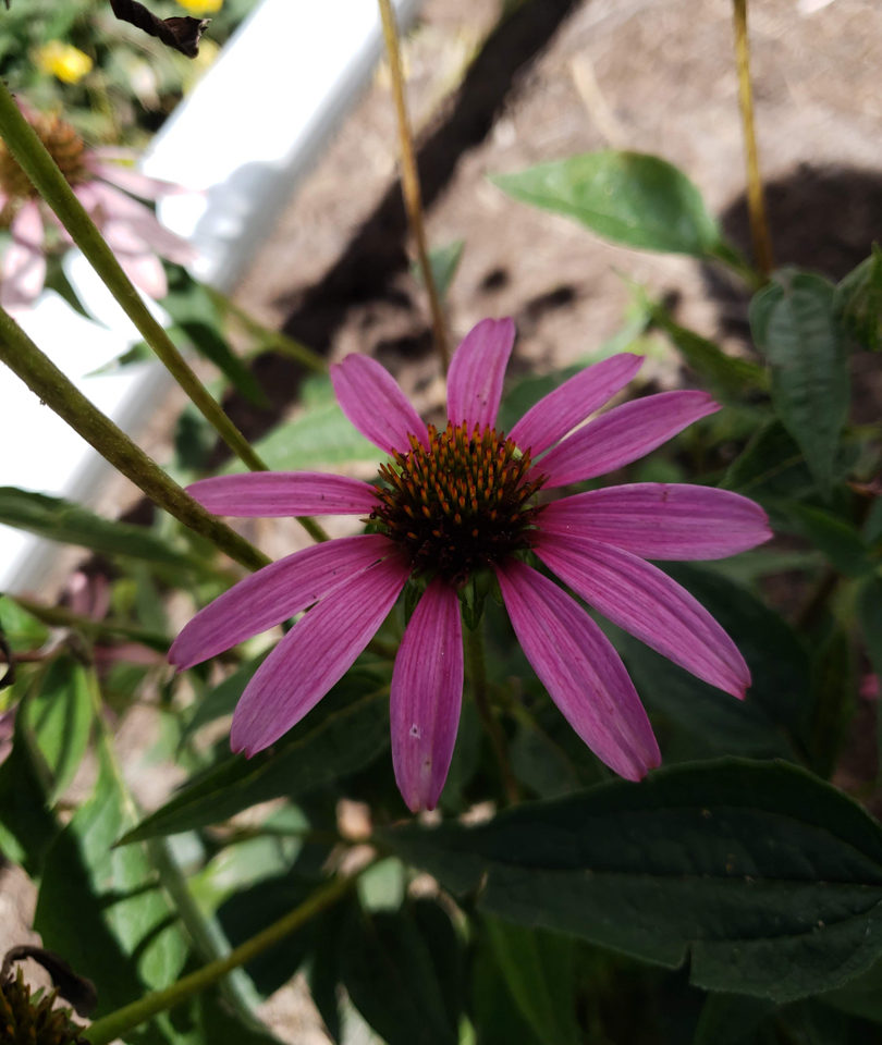 coneflower